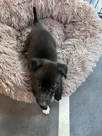 Nog 1 F1 borderwhippet pup bordercollie x whippet sportpup, Dieren en Toebehoren, Parvo, Reu, 8 tot 15 weken, Collie