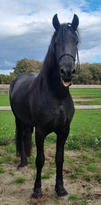 Friese merrie 3 jarige Stb Ster, Dieren en Toebehoren, Paarden, Merrie, Gechipt, Dressuurpaard, 3 tot 6 jaar