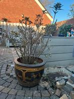 Crinodendron hookerianum in sierpot, Tuin en Terras, Planten | Bomen, Ophalen, Halfschaduw, Overige soorten, Minder dan 100 cm