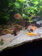 Tanganyika cichlide: Tropheus ( groen)., Dieren en Toebehoren, Ophalen of Verzenden, Plant(en), Steen of Hout