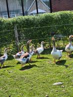 Jonge twentse landganzen
