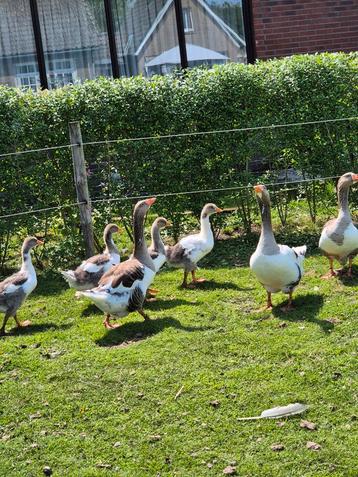 Jonge twentse landganzen beschikbaar voor biedingen