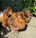Goede Broedeieren Zijdehoen-Kriel Bruin!, Dieren en Toebehoren, Pluimvee, Meerdere dieren, Kip