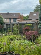 Chinese Dwergkwartel, Dieren en Toebehoren, Vogels | Overige Vogels, Meerdere dieren, Geringd