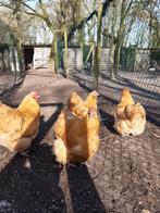 grote orpington kippen broedeieren, Dieren en Toebehoren, Pluimvee, Geslacht onbekend, Kip