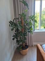 Philodendron Pedatum P34 - Mooie kamerplant, Ophalen, 100 tot 150 cm, Overige soorten, Halfschaduw