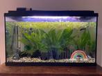 Aquarium 80cm 50cm 35cm (b-h-d), Ophalen, Zo goed als nieuw, Gevuld zoetwateraquarium