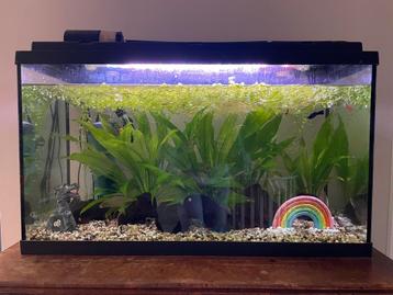 Aquarium 80cm 50cm 35cm (b-h-d) beschikbaar voor biedingen