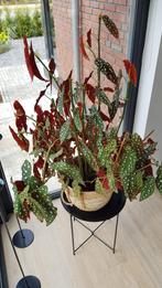 Gewortelde Begonia maculata stekjes, Overige soorten, Minder dan 100 cm, Ophalen of Verzenden, Halfschaduw