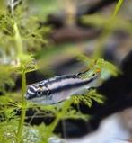 Kersenbuik man 3x, Dieren en Toebehoren, Vissen | Aquariumvissen, Vis