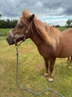 Lieve en kindvriendelijke Shetland merrie Polly, Dieren en Toebehoren, Paarden, Merrie, Recreatiepaard, 11 jaar of ouder