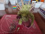 Nurgle Rotbringer the Glottkin, Hobby en Vrije tijd, Wargaming, Ophalen of Verzenden, Zo goed als nieuw, Warhammer