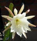 cactus - Epiphyllum bladcactus, Ophalen of Verzenden, Cactus, Volle zon, Minder dan 100 cm