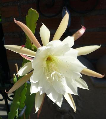 cactus - Epiphyllum bladcactus beschikbaar voor biedingen