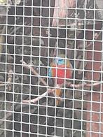 Roodbuik turquoisine man, Mannelijk