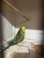 Teruil engelse grasparkiet pop of tekoop prijsstaat erbij, Dieren en Toebehoren, Vogels | Parkieten en Papegaaien