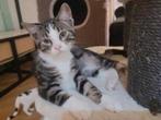 Maine coon x XXL katertje zoekt gouden mandje, Dieren en Toebehoren, Katten en Kittens | Raskatten | Langhaar, Poes, Ontwormd