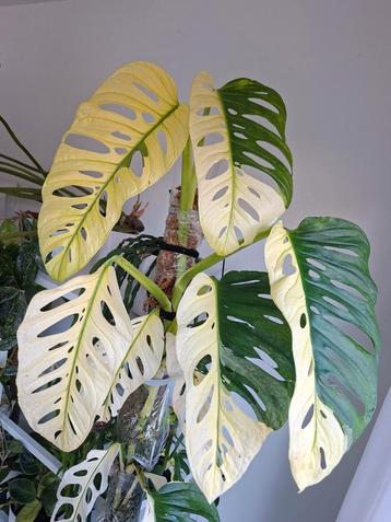 Monstera Adansonii Archipelago plantje beschikbaar voor biedingen