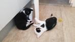 Kittens te koop Europeese kort haar 2 mannetjes, Meerdere dieren, Kortharig, 0 tot 2 jaar