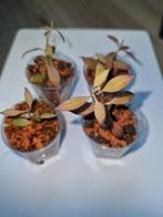 Hoya microdwarf, Ophalen of Verzenden, Halfschaduw, Minder dan 100 cm