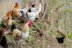 Krielkippen: Keuze uit meer dan 80 stuks krielkippen........, Dieren en Toebehoren, Pluimvee, Vrouwelijk, Kip
