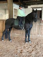 braaf en rustig recreatief paardje gezocht!, Dieren en Toebehoren, Stalling en Weidegang, 1 paard of pony