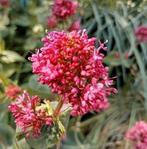 Zaden Rode Valeriaan/Spoorbloem - Centranthus ruber, Verzenden, Voorjaar, Volle zon, Zaad