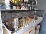 Grote caviakooi met 4  super lieve (ras)cavia's !, Dieren en Toebehoren, Cavia, Februari, Meerdere dieren, Tam