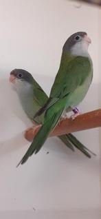 Ayamara parkiet, Mannelijk, Parkiet, Geringd