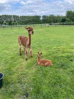 Alpaca merrie’s met veulentjes aan de voet., Dieren en Toebehoren, Overige Dieren, Vrouwelijk, Voor 1 juli 2024
