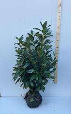 Prunus laur novita laurier verschillende maten, Tuin en Terras, Ophalen of Verzenden, Laurier, Haag