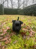 Mooie puppy te koop, Parvo, Reu, 8 tot 15 weken, Meerdere