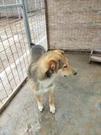 Knappe Bruce ter adoptie!, Dieren en Toebehoren, Particulier, Rabiës (hondsdolheid), Reu, Buitenland