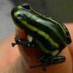 Ranitomeya sirensis 'Contamana', Dieren en Toebehoren, Reptielen en Amfibieën, Amfibie, 0 tot 2 jaar