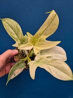 Philodendron Florida Ghost p12 (6)