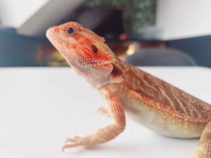 Jonge Baardagaam Man Translucent