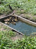 Pulletjes loopeenden, Dieren en Toebehoren, Eend
