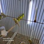 Kanaries, Meerdere dieren, Kleurkanarie