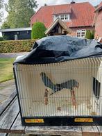 Halsbandparkieten, Dieren en Toebehoren, Ophalen of Verzenden, Hout, Volière