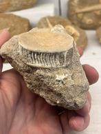 Haaienwervel, Verzamelen, Ophalen of Verzenden, Fossiel