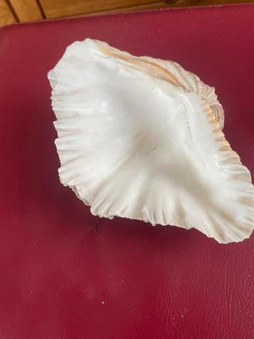 Decoratieve Schelp Schaal beschikbaar voor biedingen