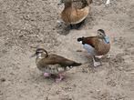 Koppel roodschoudertalingen, Dieren en Toebehoren, Pluimvee, Meerdere dieren, Eend