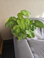 Syngonium kamerplant in pot, Ophalen, Overige soorten, Halfschaduw, In pot