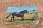 Paard gallopeert in de wei, Verzenden, Voor 1920, Gelopen, Paard