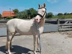 perlino en cremello ruin, Dieren en Toebehoren, Merrie, Recreatiepony, 3 tot 6 jaar