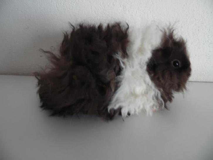 Jong choco/wit lunkarya beertje., Dieren en Toebehoren, Knaagdieren, Mannelijk, Cavia, November, Tam