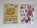 Originele vintage medische posters / schoolplaat huid & long, Antiek en Kunst, Ophalen, Natuur en Biologie