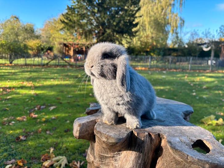 Prachtig jong minilop konijntje te koop, Dieren en Toebehoren, Konijnen, Dwerg, Mannelijk