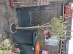 tk mooie olijfboom bieden, Tuin en Terras, Ophalen, Volle zon, Olijfboom, 100 tot 250 cm