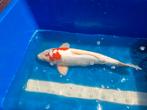 Diverse mooie koi van ca 40 tot ca 55 cm, Karper of Koi